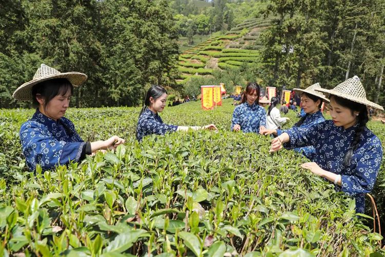 2025年4月13日,福建武夷山市星村镇朝阳村茶农在生态茶园展示采茶。新华社发(邱汝泉 摄)