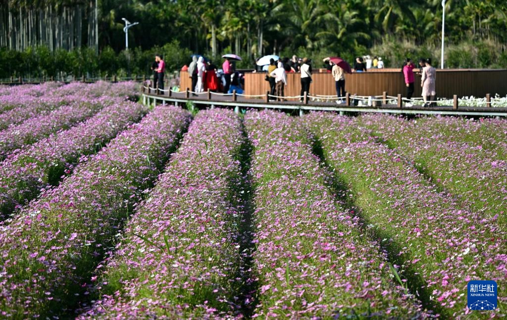 博鳌花开迎客来
